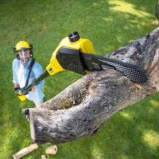 Professional Tree Care Services in Lochearn, MD