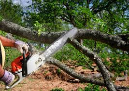 How Our Tree Care Process Works  in  Lochearn, MD